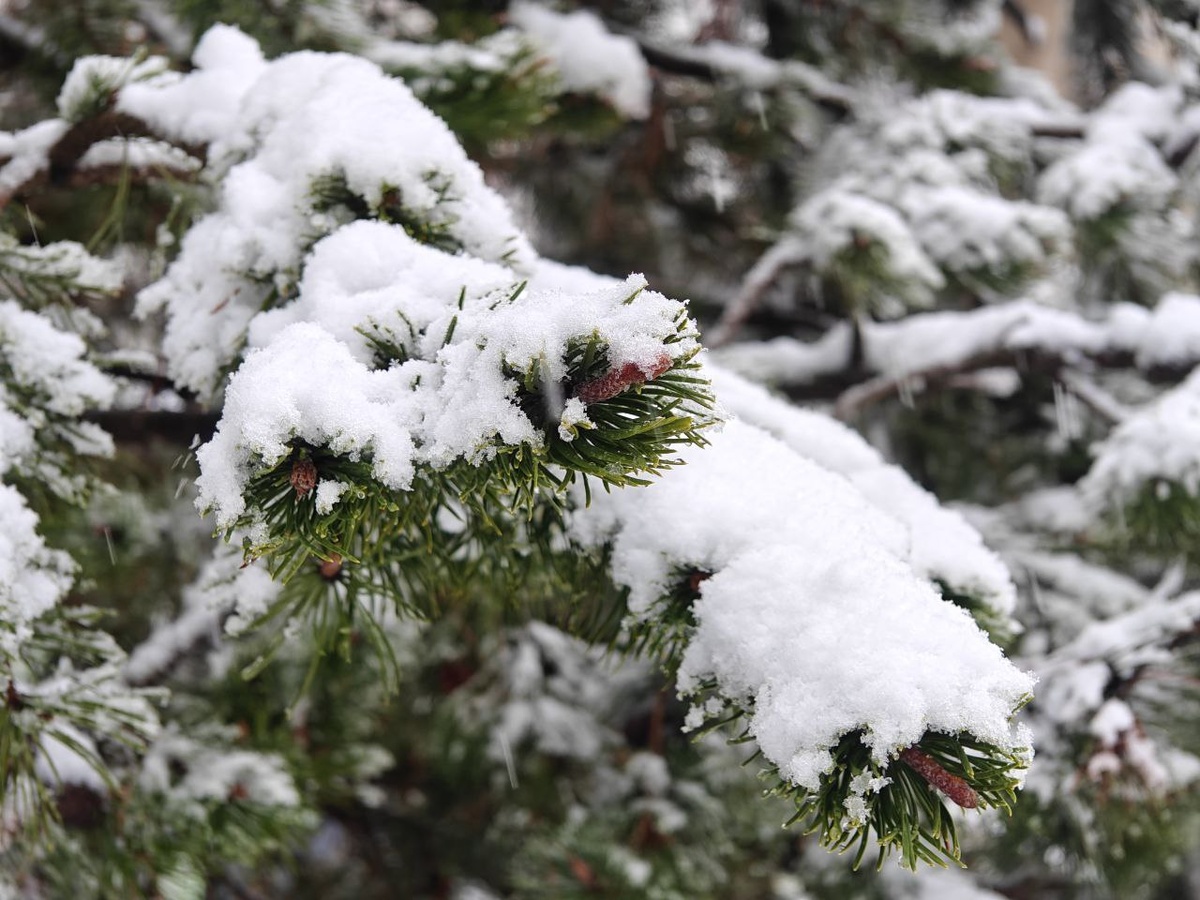    Фото: Юрий Серебренников/BFM Кубань
