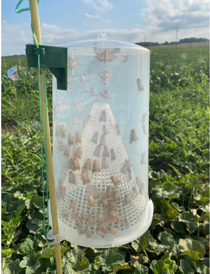 Даже на такие вещи, как феромонные ловушки против вредителей, можно получить господдержку./ Фото предоставлено Александрой Исмаиловой