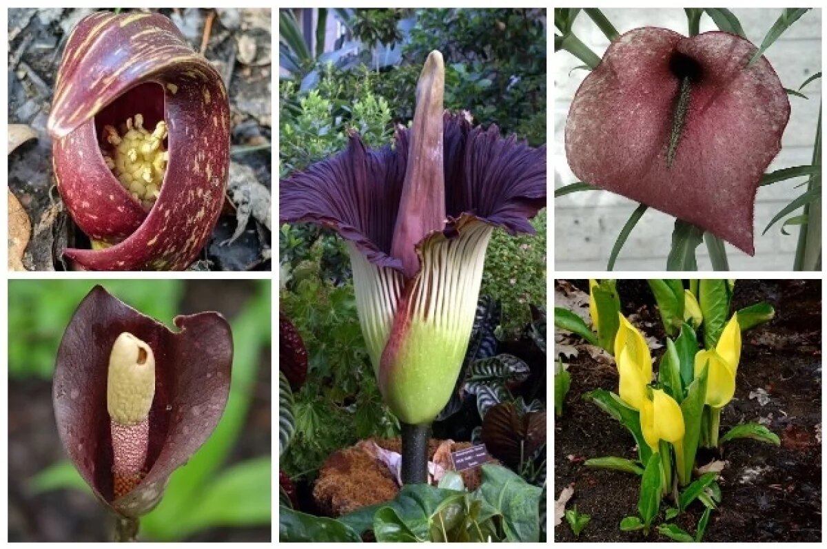    Симплокарпус вонючий, трупный цветок, лилия мертвой лошади, лилия вуду, лизихитон американский.
