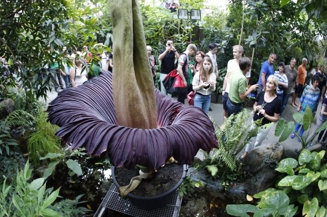    Трупный цветок. Фото:  www.globallookpress.com