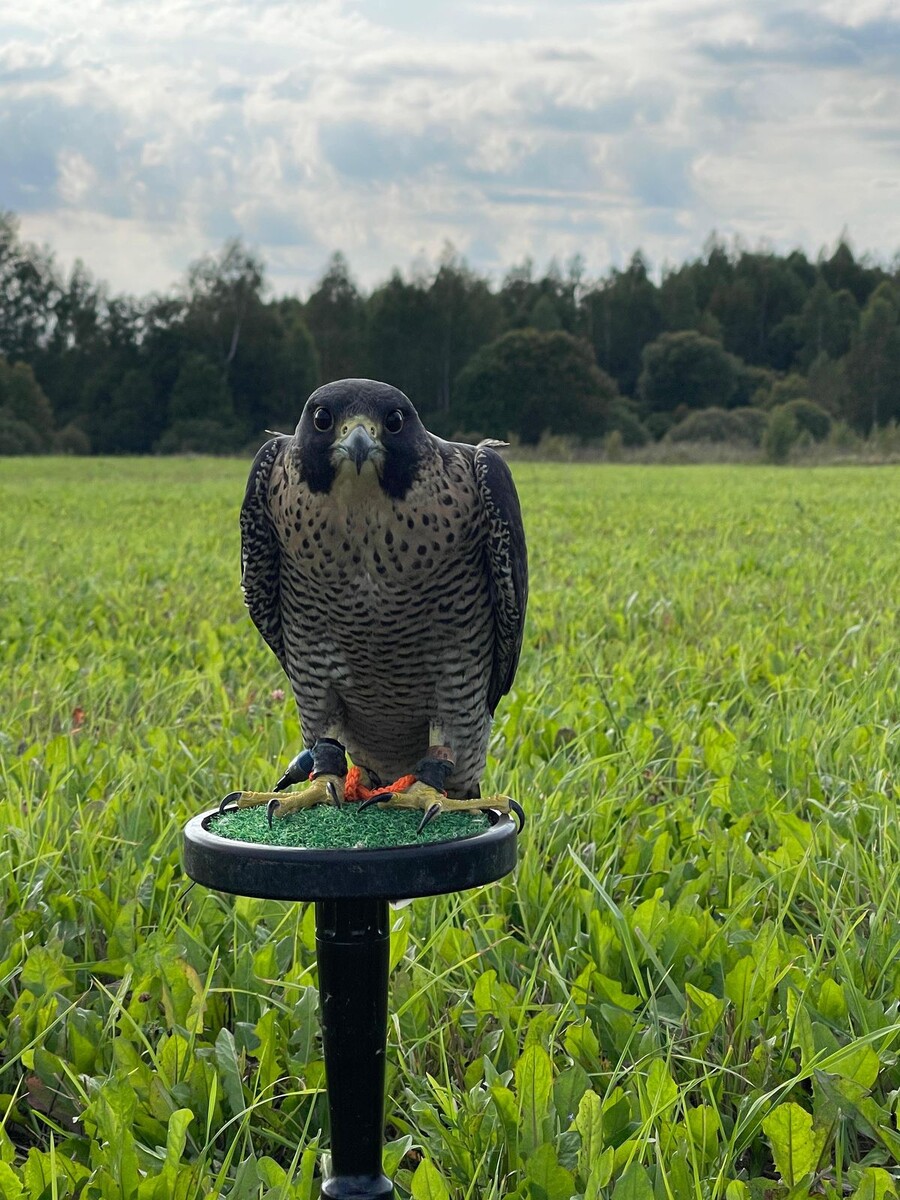 Фото предоставил Дмитрий Родионов