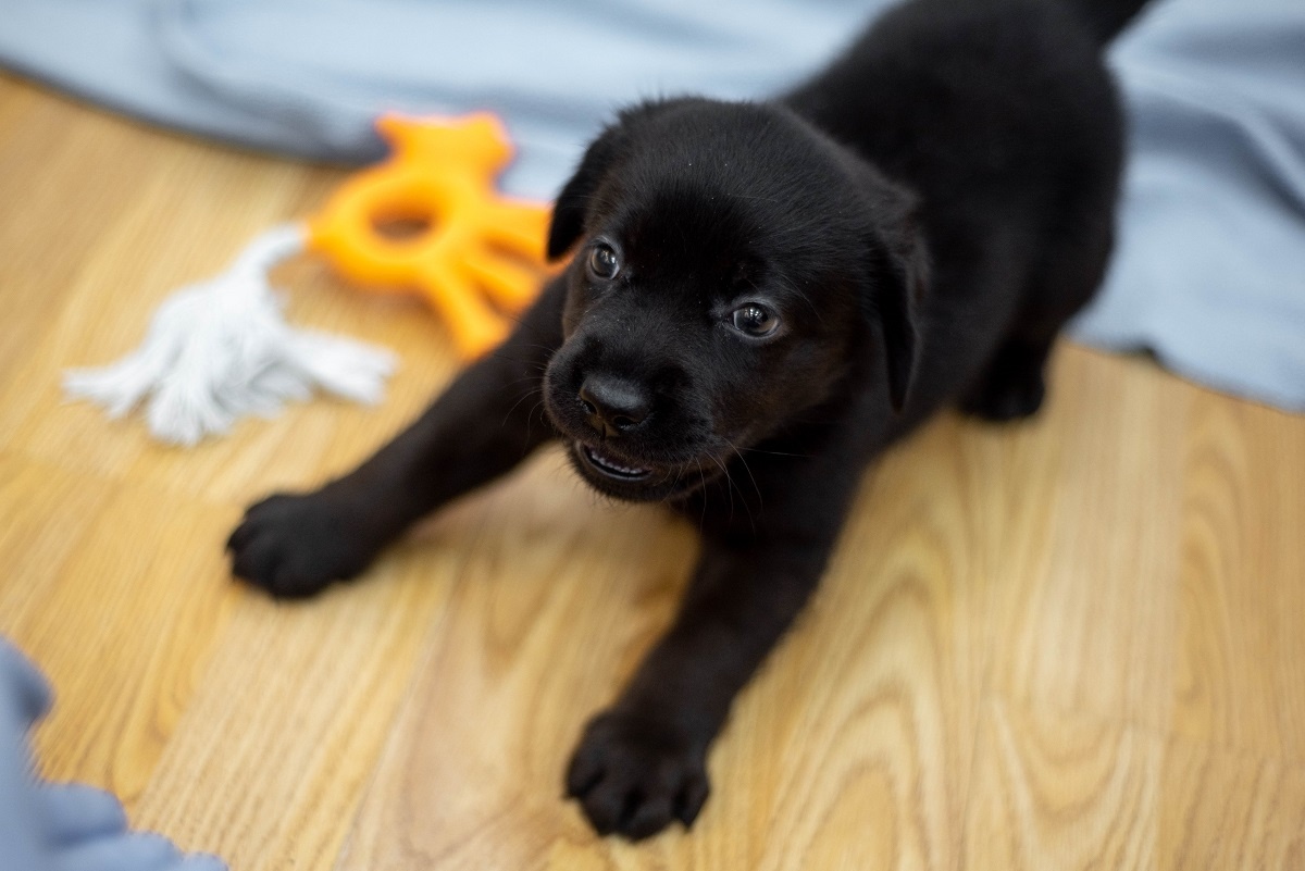 Фото предоставлены ЛДВЦ МВА