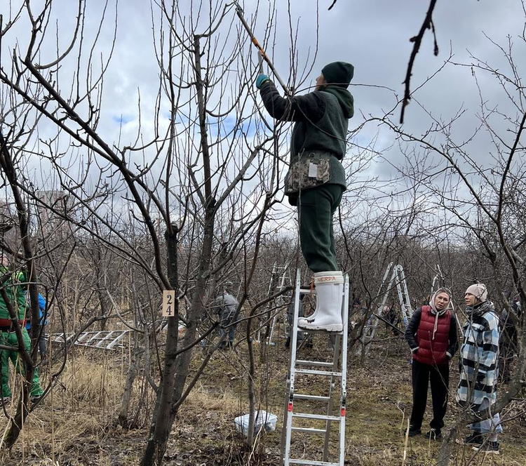     Конкурс мастеров обрезки плодовых прошел в рамках Всероссийской конференции
