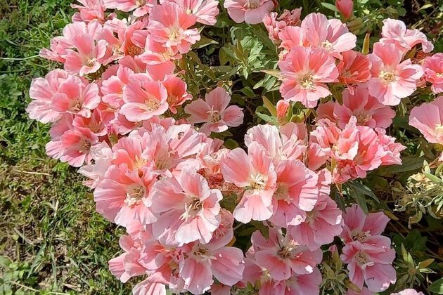 Годеция – летная азалия