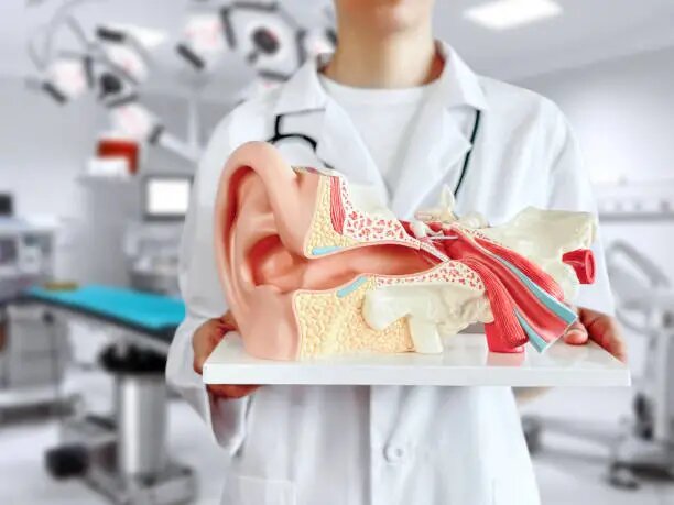 Как ведут себя наши уши и почему?