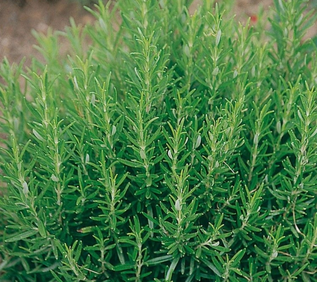 Листья розмарина