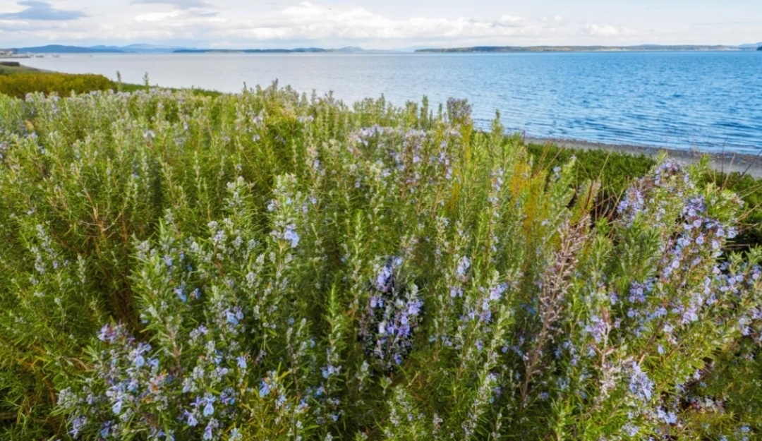 Заросли розмарина на побережье
