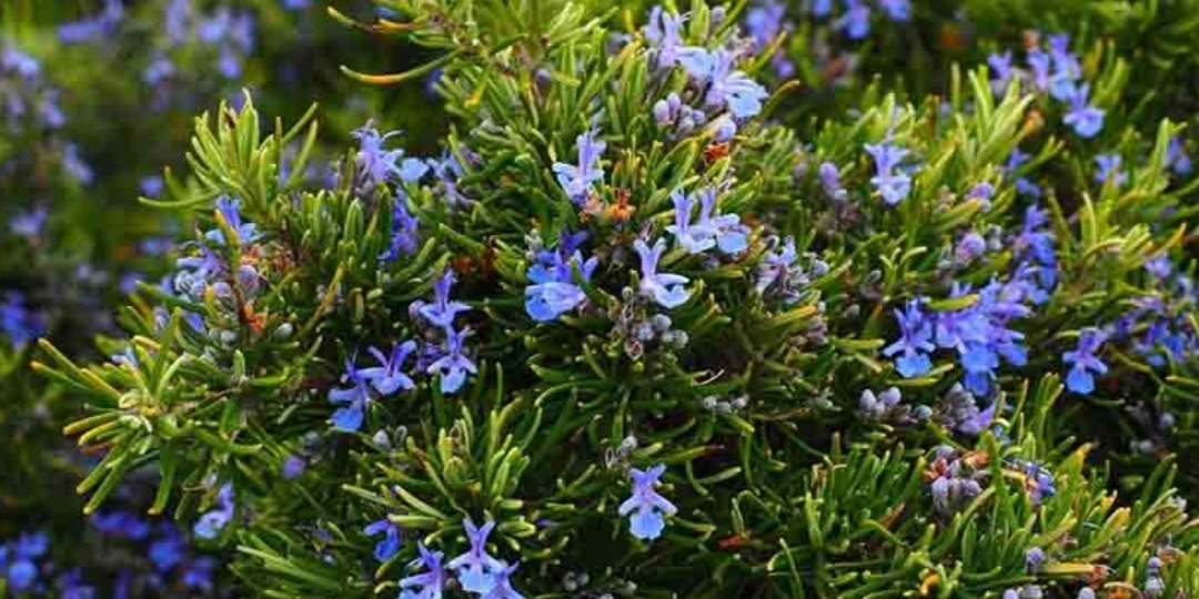 Розмарин - не только пряность, но и декоративный кустарник