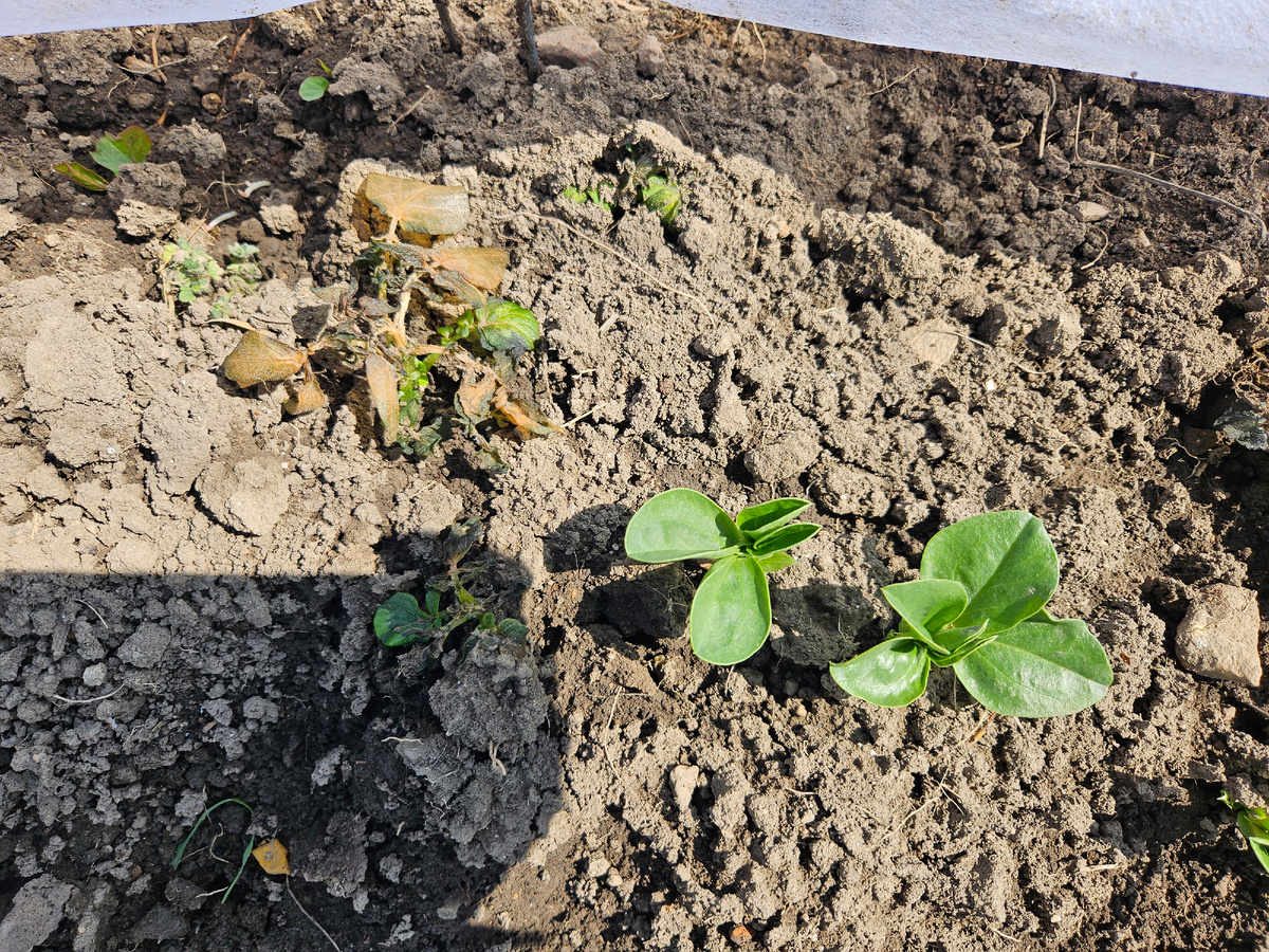 Пожухшая картошка рядом с зелеными бобами