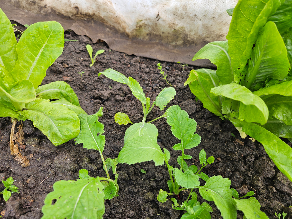 Капуста в парнике рядом с редиской и салатом