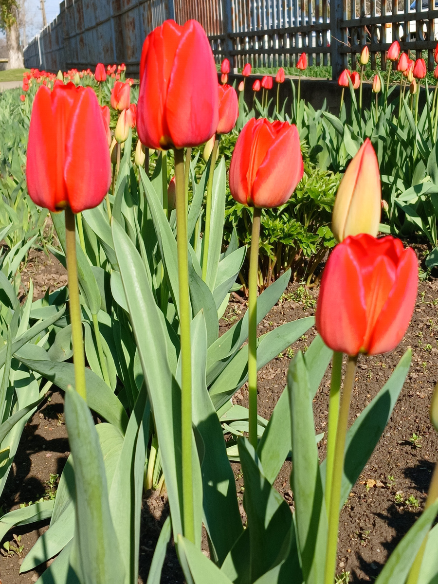 вырастить растение-это тоже созидание