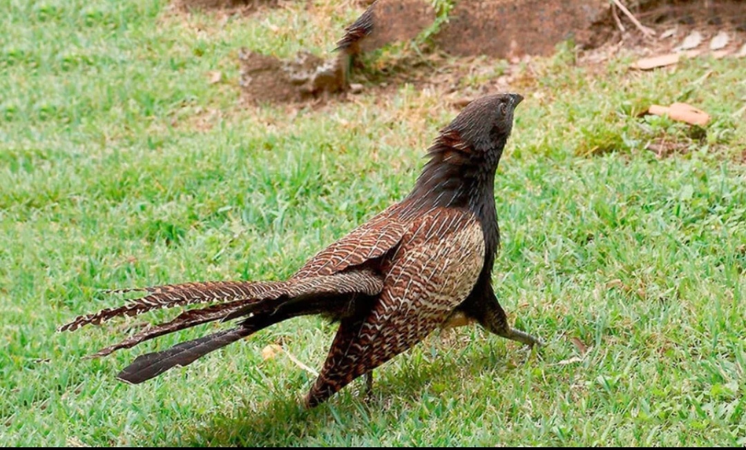 Идёт высиживать свои яйца.