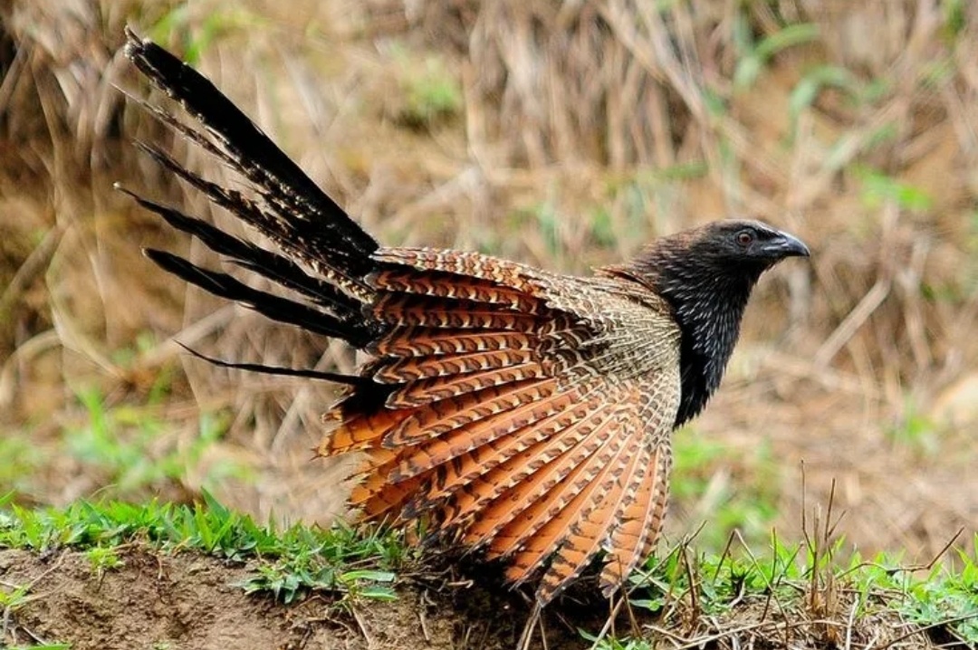 Я сама ночь!