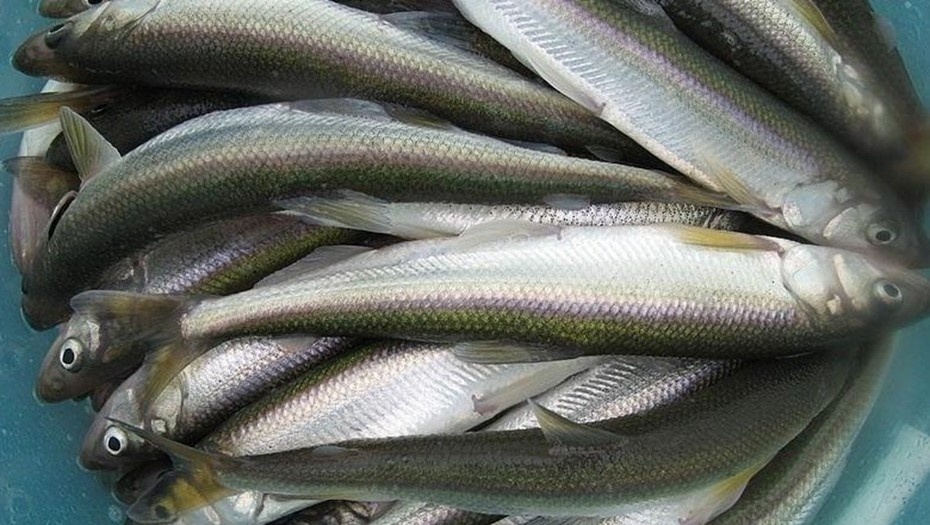    Автор фото: Управление ветеринарии Санкт-Петербурга