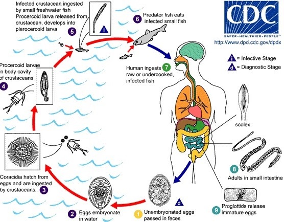    Автор фото: Управление ветеринарии Санкт-Петербурга