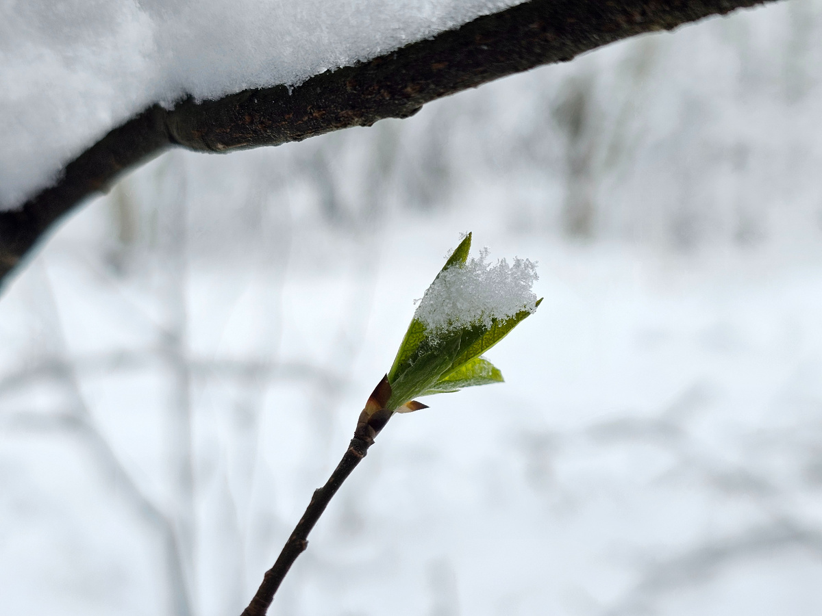 Дрожит тонкий лист на снегу