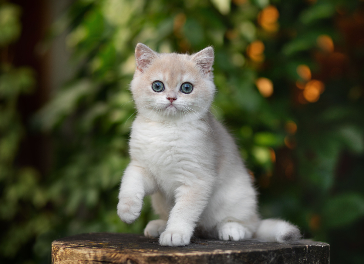 Котята в питомнике британских кошек Al Li MaN, заводчик Буканова Наталья