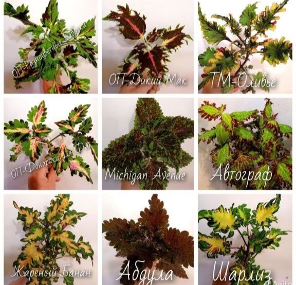 Фото из открытых источников