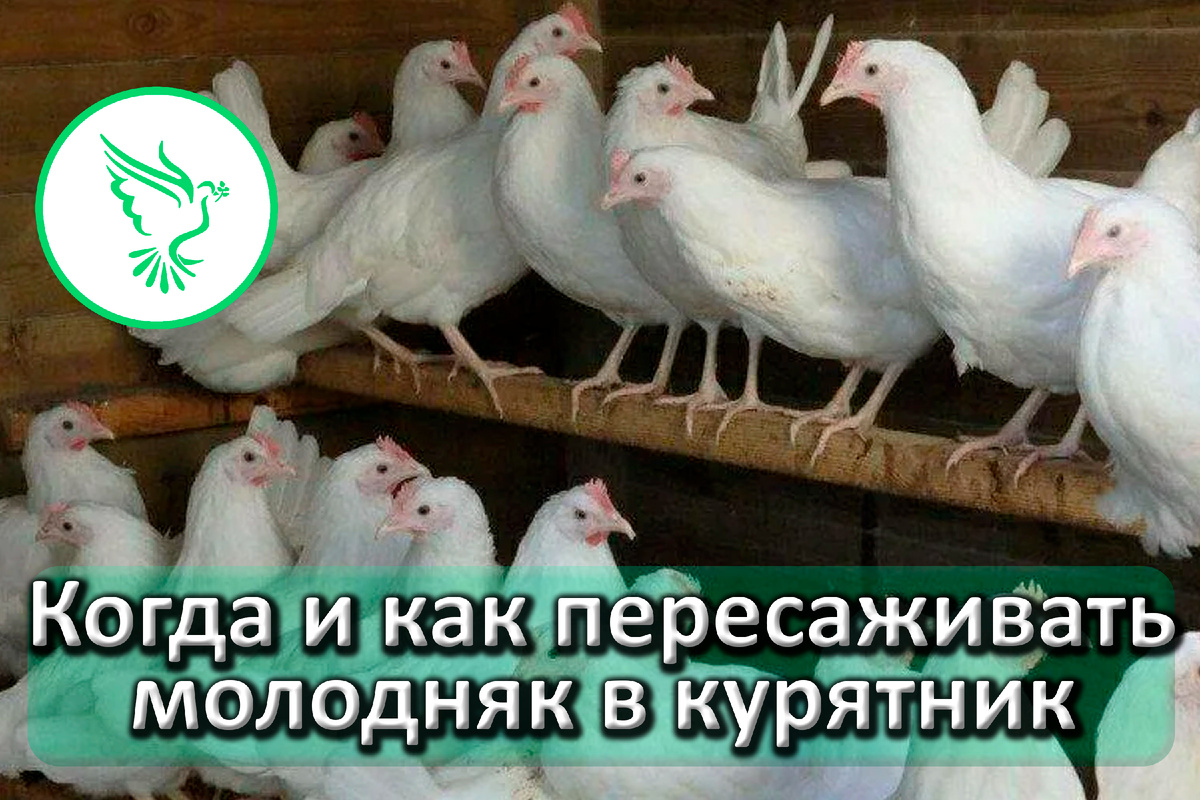 Атравмотичное пересаживание молодняка