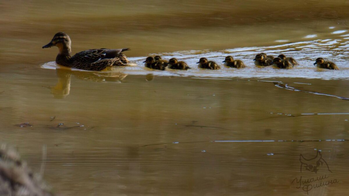    Фото: t.me/bubo_spb