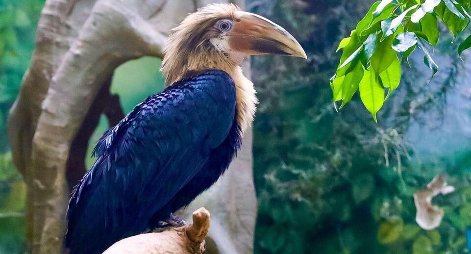    пресс-служба Московского зоопарка