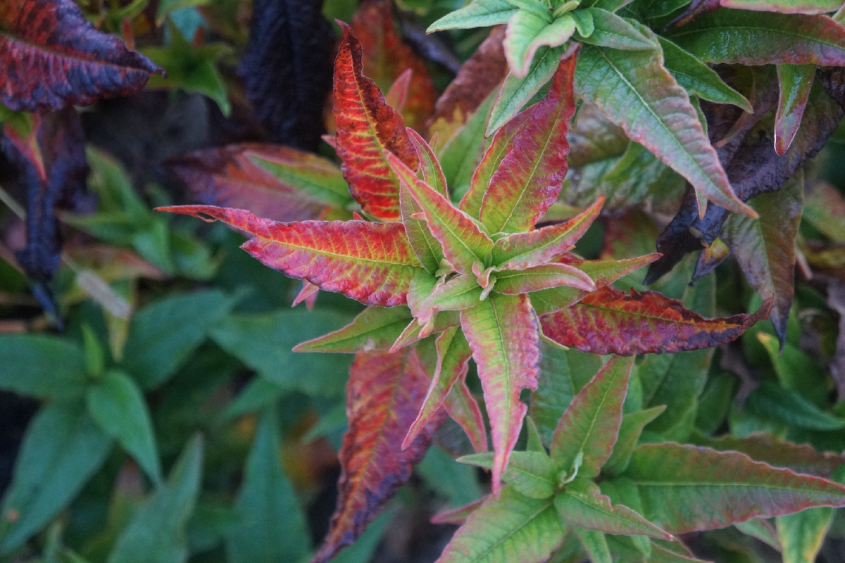 так краснел горец изменичивый