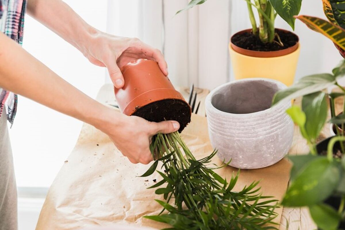 Фото freepik.com