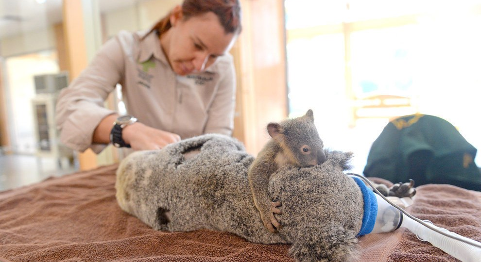 Малыш коалы отказывался выпускать маму из объятий, и докторам пришлось спасти её