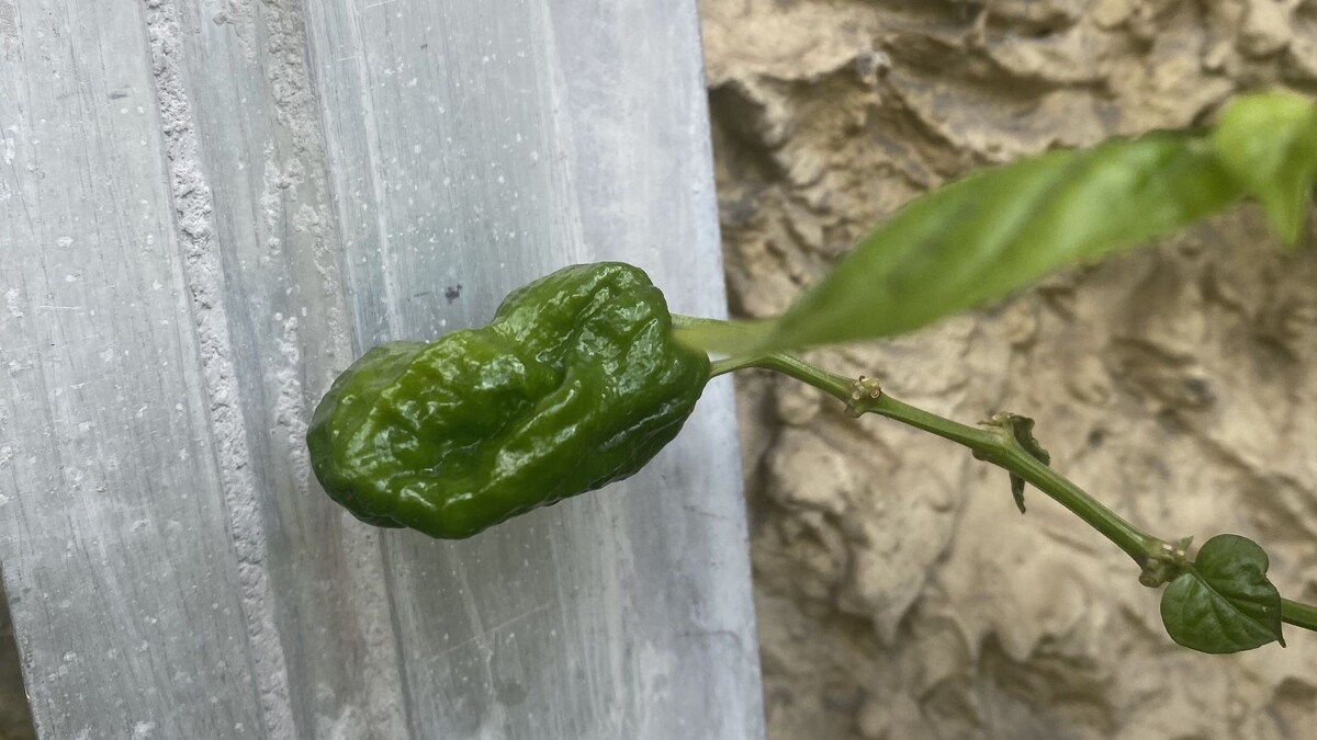 Чего смотрите? Я обычный перец.