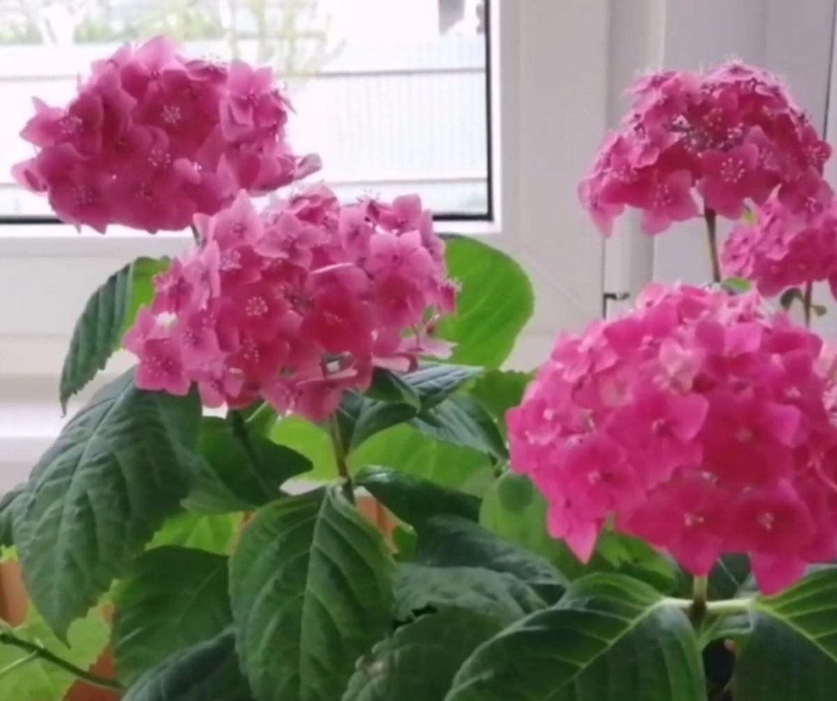 Л. А. Дримин