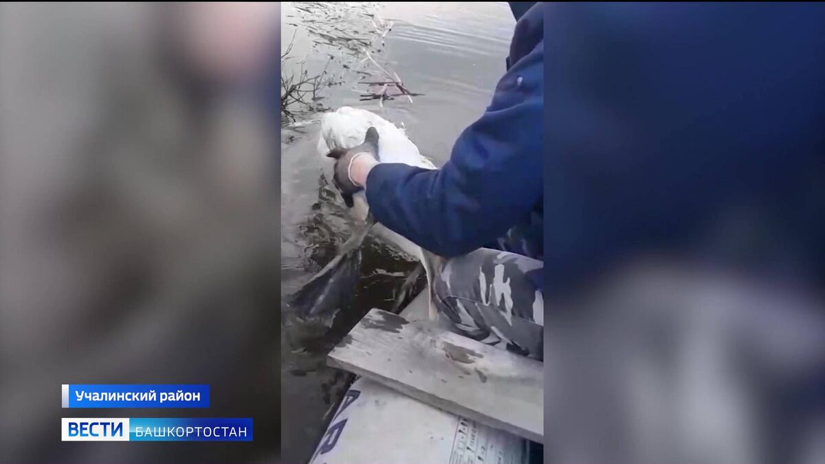    Угодившего в рыболовные сети лебедя спасли на водохранилище в Башкортостане