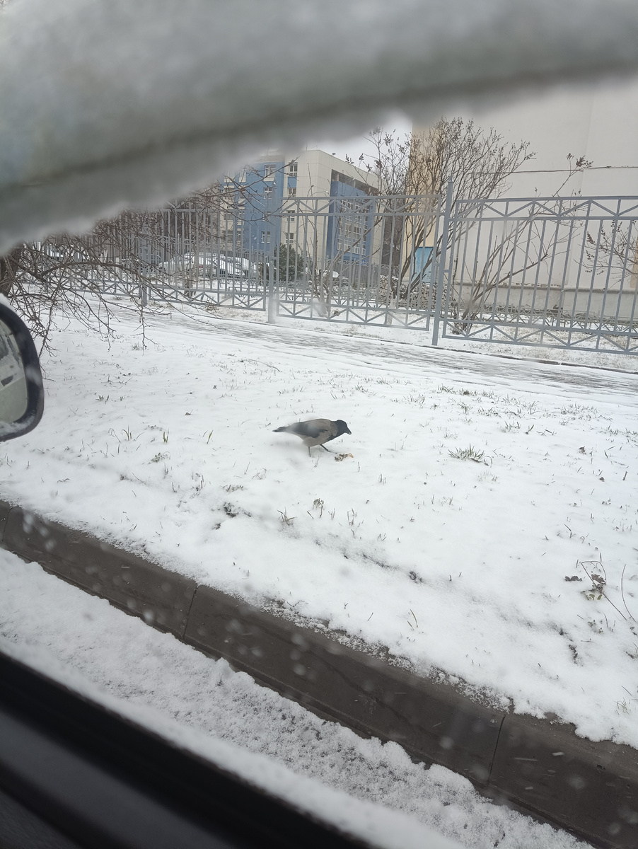 Ворона клюёт яблоко, апрель 2025, снега