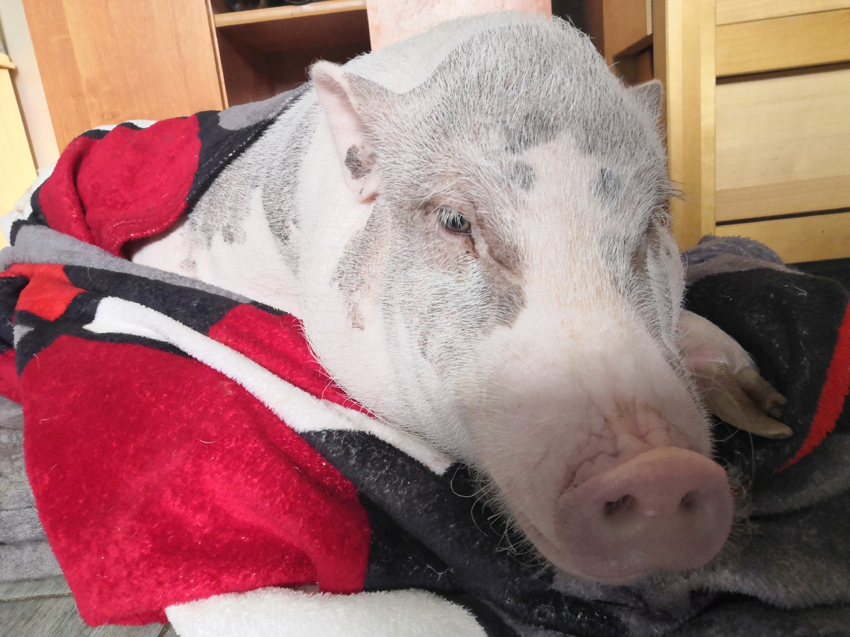 Я вас внимательно слушаю, вот если зашелестите пакетом, то тогда встану.