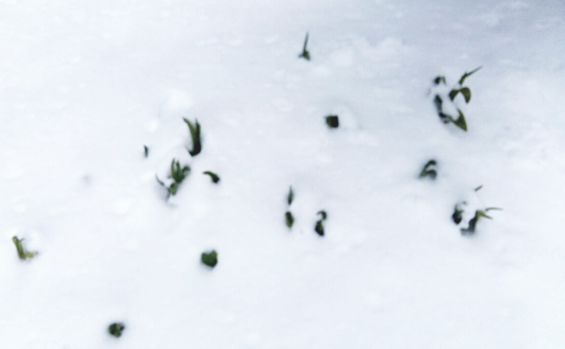 Все в снегу (фото с телефона), уже проклюнулись тюльпаны.