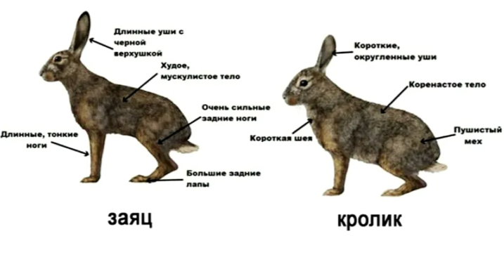 Делала сама 🐇
