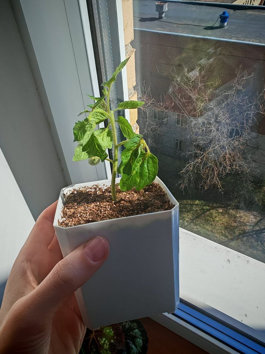 Томат выглядит еще нормально, но уже скрутил листья вниз и начал сушить нижние листочки.