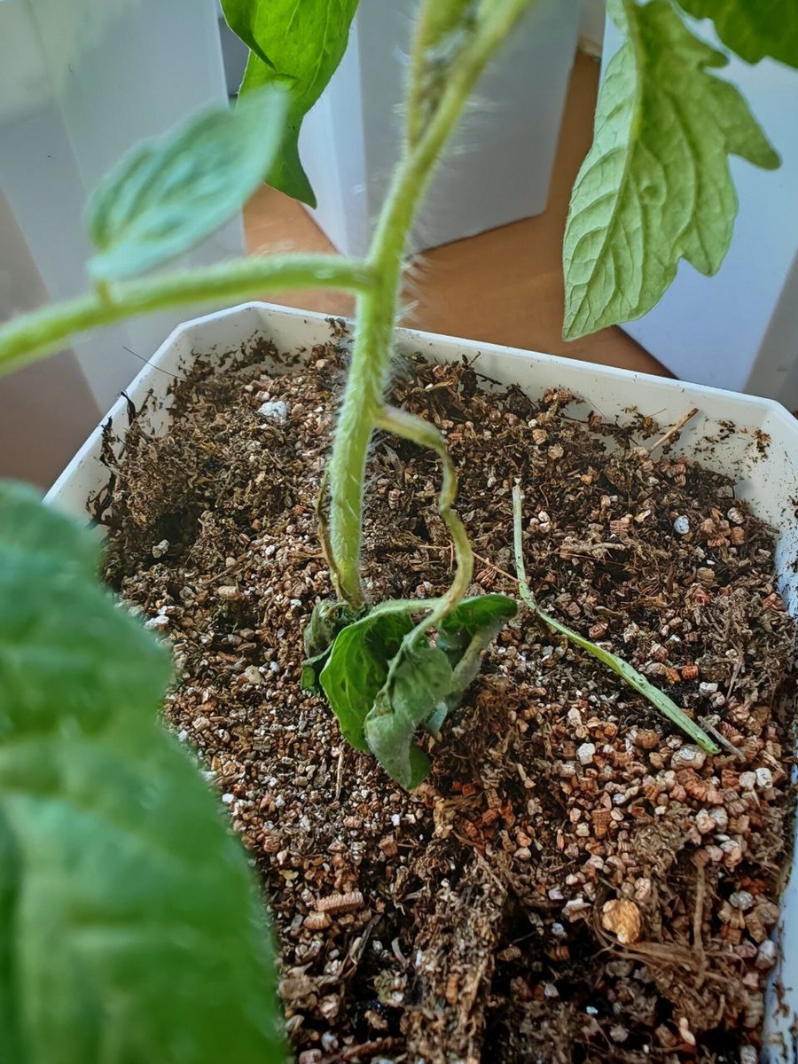 А здесь всё сильно хуже - лист отсыхает.