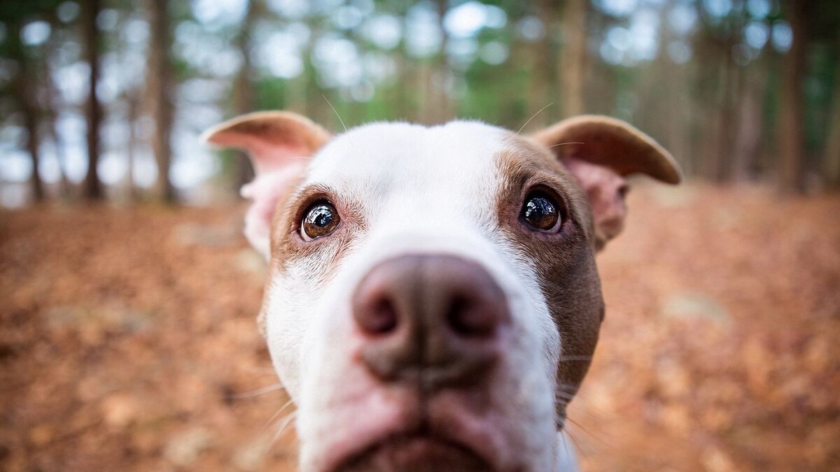 источник фото: https://images.wallpaperscraft.com/image/single/dog_face_nose_72022_1280x720.jpg