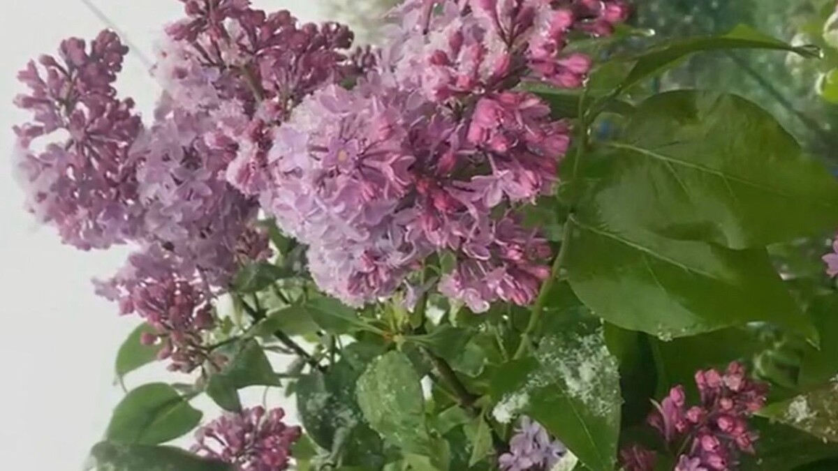    Фото: телеканал «Краснодар»