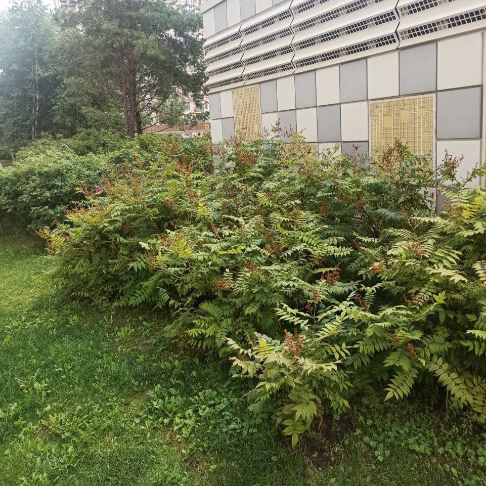 Рябинник отцвёл, нужно срезать соцветия.