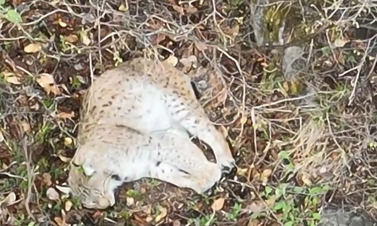    Фото t.me/gbu_kk_krasnodarkraioxota