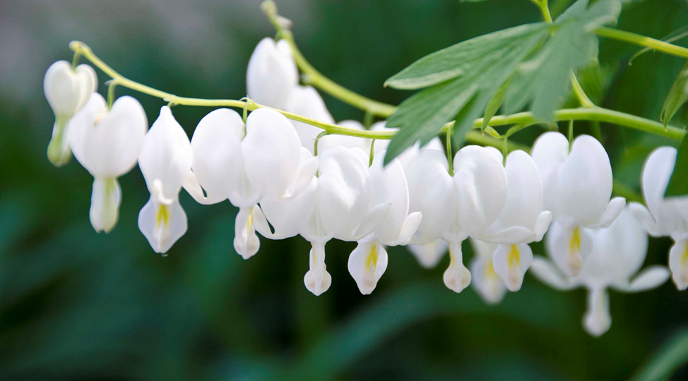 Сад в тени: выбираем тенелюбивые растения