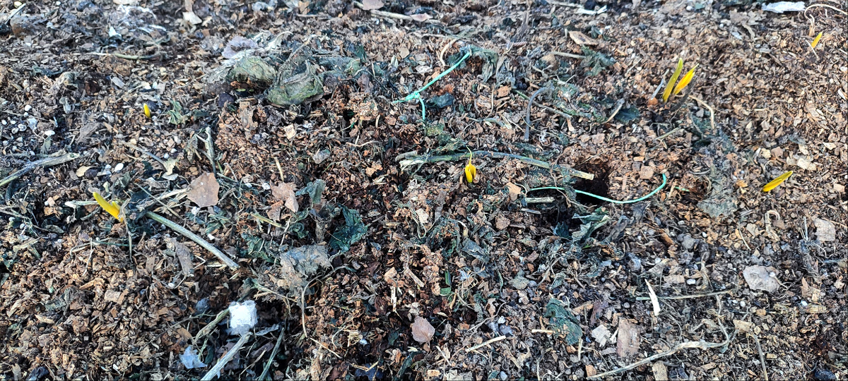 Он ещё немного жёлтого оттенка, но это потому что он начал  расти под ботвой, где ему не хватало света