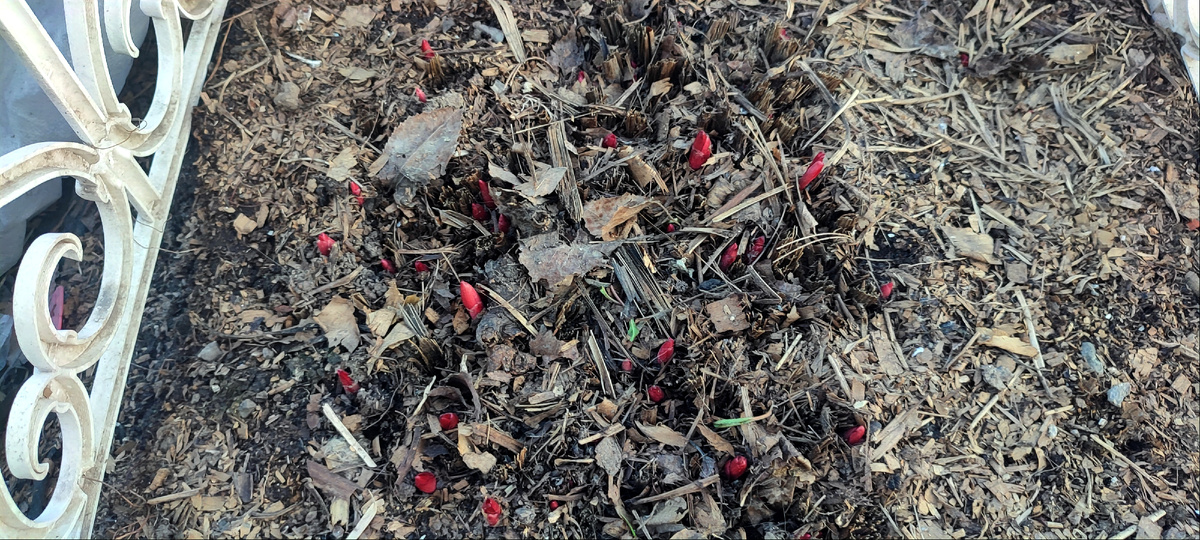 Мои пиончики.... 😊