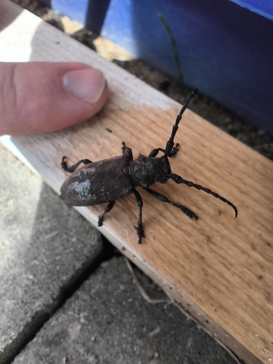 Смотри какой жучара! Это из сегодняшнего