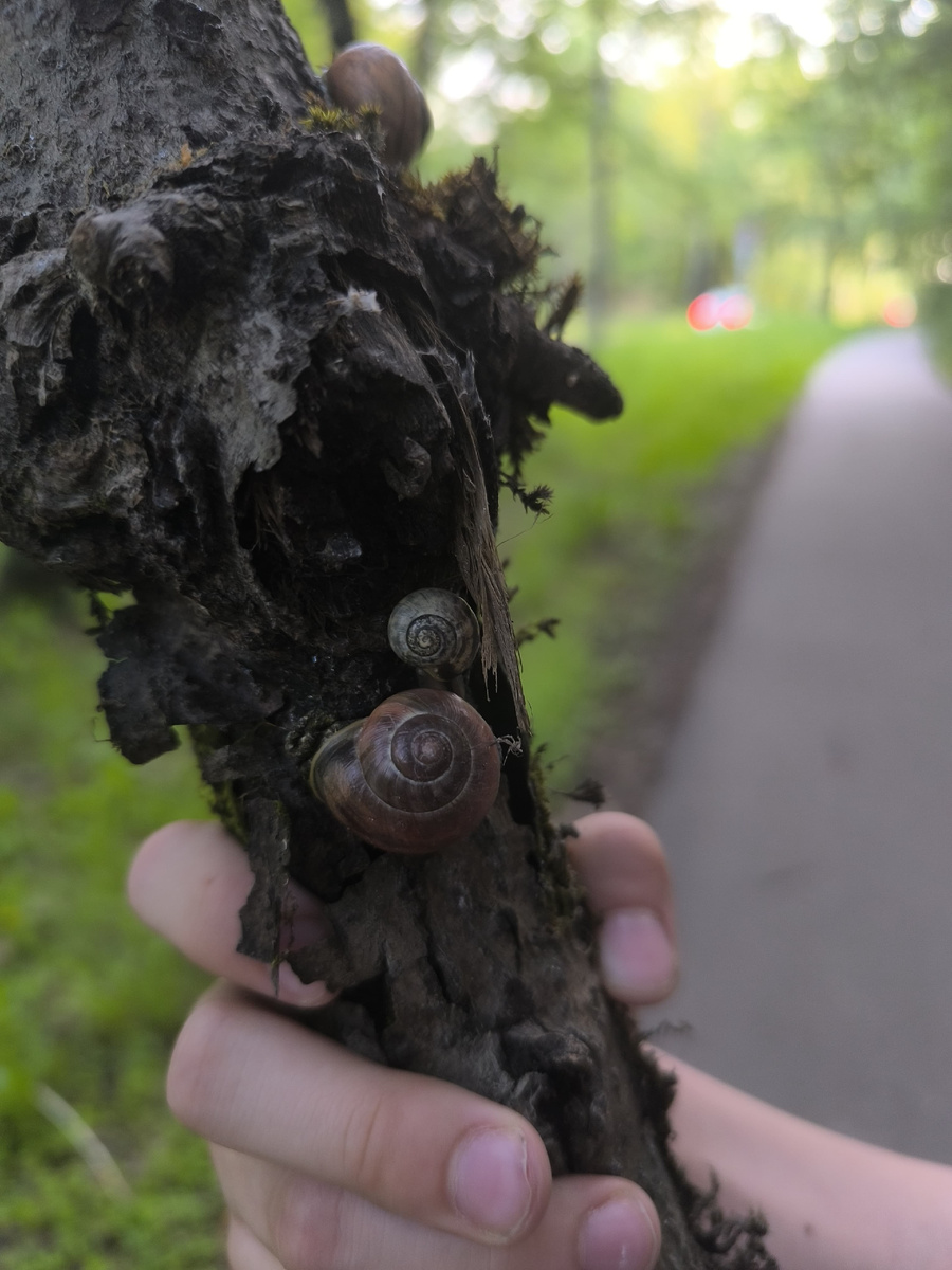 Эту палку мы нашли с детьми, но смотрите какая классная! Папе нашему тоже показывали.