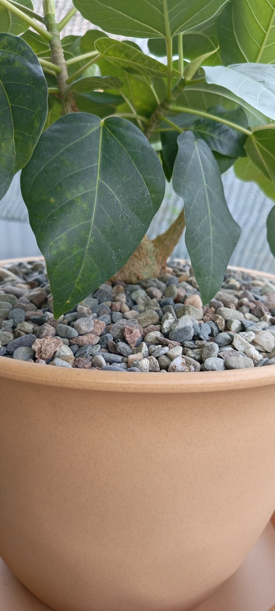 Здравствуйте друзья. Сегодня 01.04.2025 на очереди у меня пересадка Фикуса Пальмера (Ficus Palmeri), который был пересажен до нового года из литрового горшка в трехлитровый. Но как оказалось этот фикус очень быстро занимает весь объем своими корнями. Поэтому пересаживаем сразу в горшок с запасом(хотя бы на этот год)