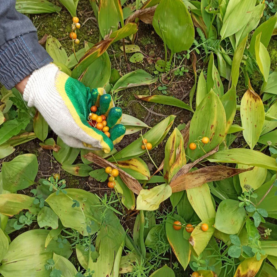 Ягоды ландыша