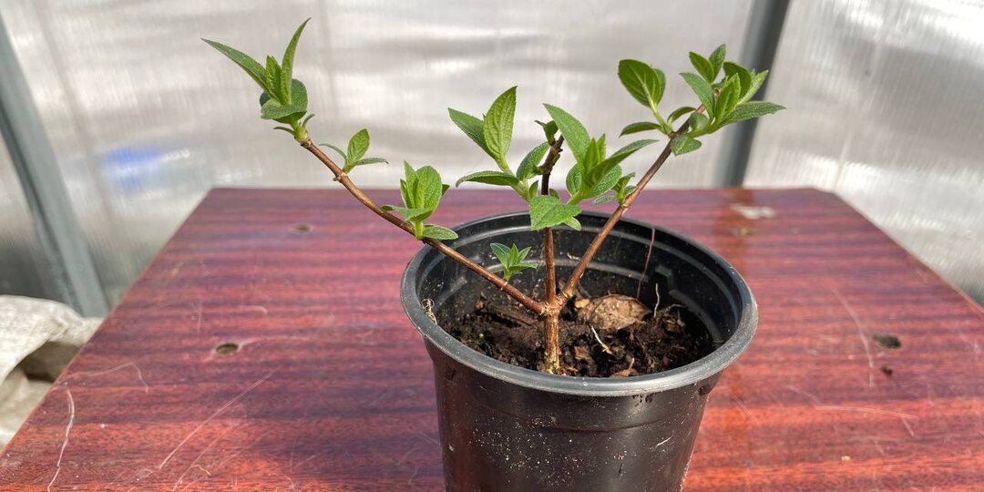 Если не успели обрезать саженцы метельчатых, стрижем их на «жирную почку»: когда и как