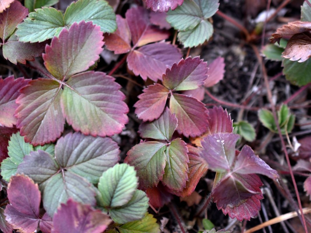 Фото: strawberryplants.org